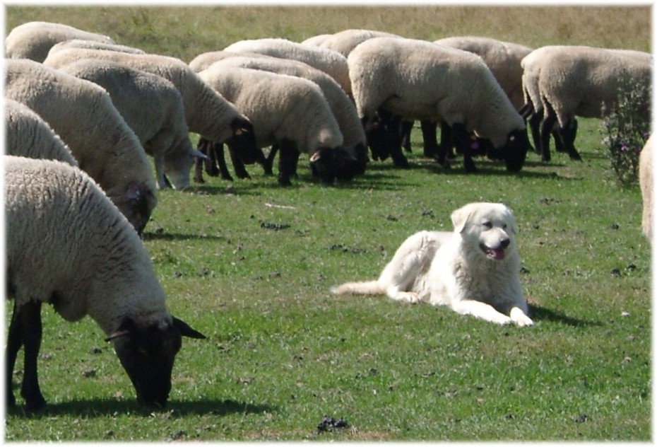 Maremma Guarding Sheep