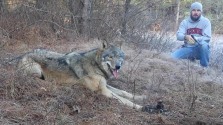 Wolves may struggle for days before trapper returns to kill them.