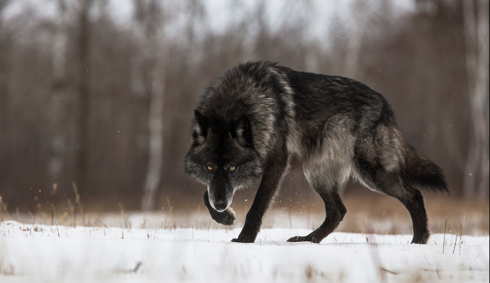 Blog – Friends of the Wisconsin Wolf & Wildlife