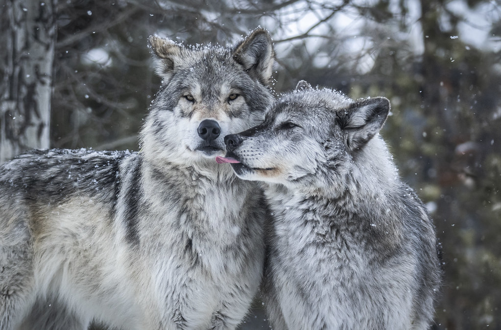 GIVING TUESDAY – Friends of the Wisconsin Wolf & Wildlife